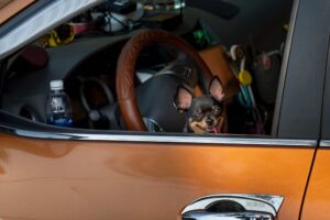aspirateur voiture
