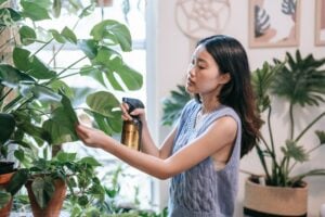 des plantes