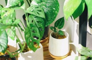 des plantes vertes